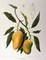 Mangosteen Poster Print by Madame Van Nooten - Item # VARPDXBVN31